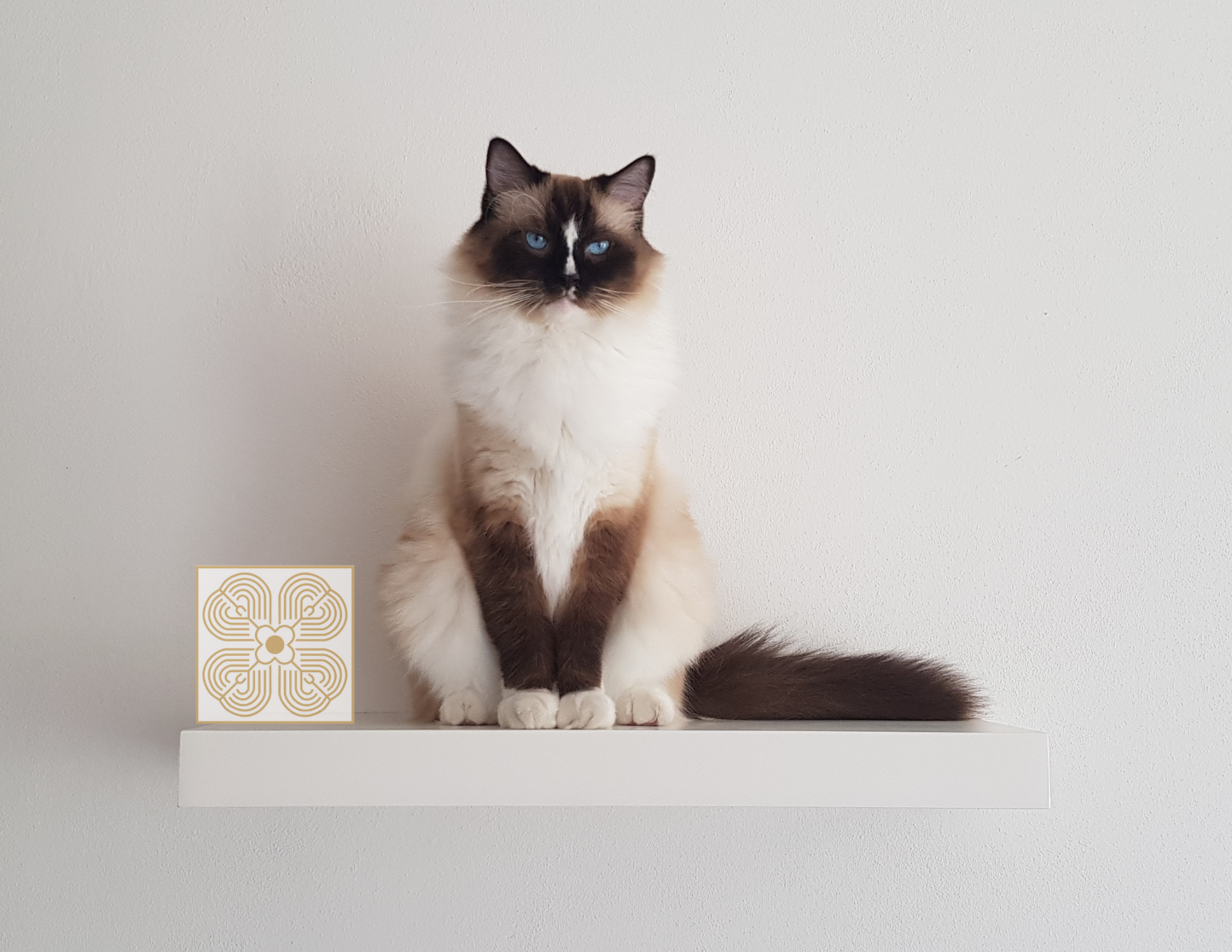 Feline Serenity with Atma for Cats