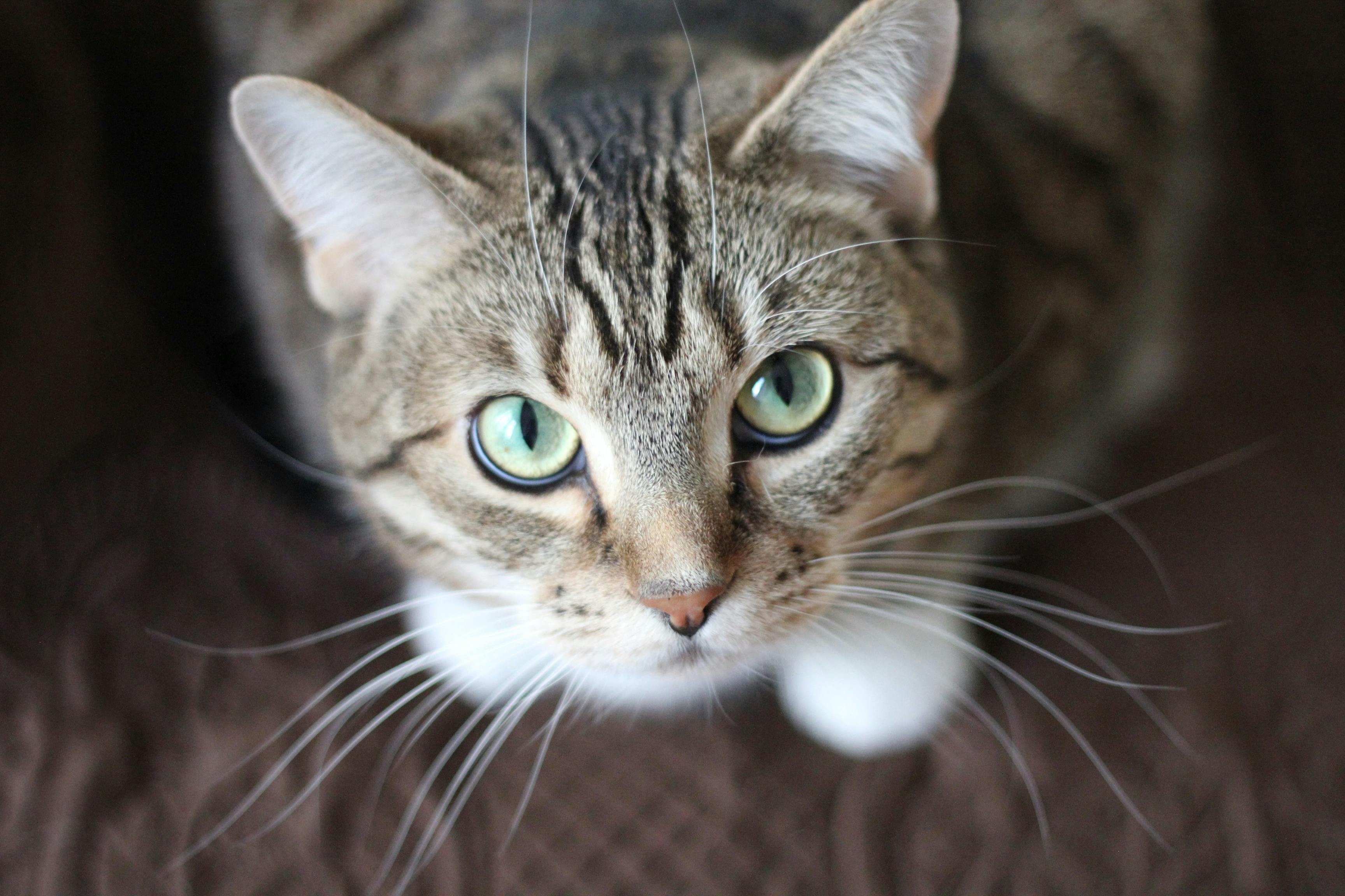 Feline Serenity with AtmA for Cats